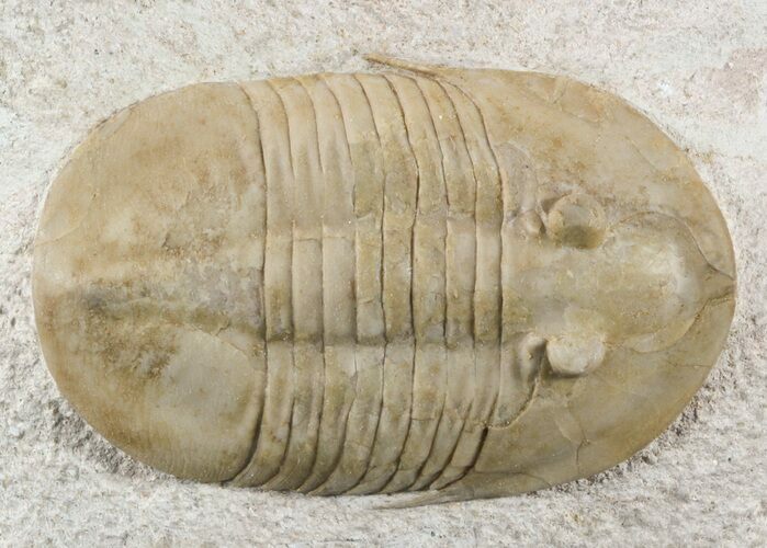 Rare Ptychopyge Trilobite - Putilovo Quarry, Russia #45303